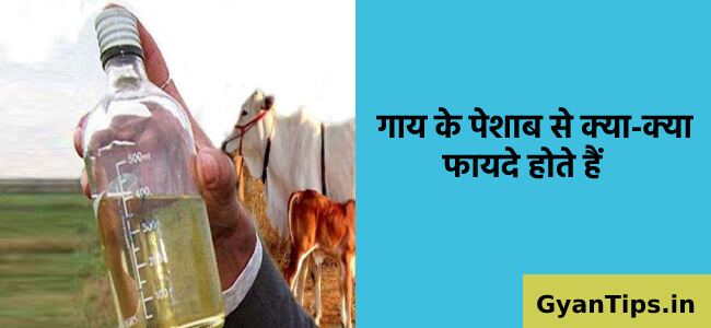 गाय के पेशाब से क्या-क्या फायदे होते हैं Cow Urine Benefits in Hindi - Gyan Tips