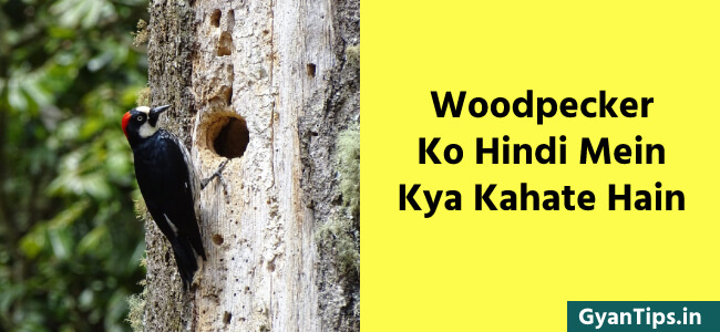 Woodpecker Ko Hindi Mein Kya Kahate Hain